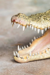 Saltwater crocodile (Crocodylus porosus) swimming lying on the groung with its mouth open, captive