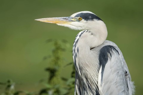 Grey Heron (Ardea cinerea), Lower Saxony, Germany