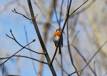 Robin (Erithacus rubecula) sitting on a branch, North Rhine-Westphalia, Germany