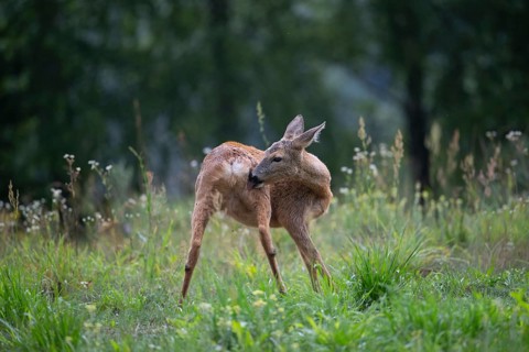 Roe deer (Capreolus capreolus) grooming in a forest clearing, Tyrol, Austria