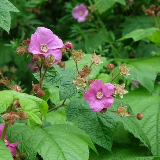 Cinnamon raspberry (Rubus odoratus), Tiefurt Castle & Park, Germany
