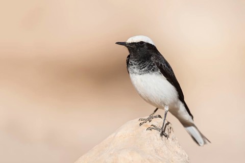 Hooded Wheatear (Oenanthe monacha) on ground, Eilat, Israel