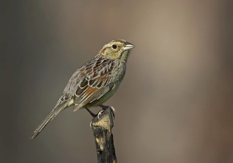 Bachman's Sparrow (Peucaea aestivalis), Florida, USA