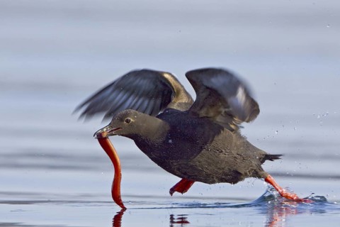 Pigeon Guillemot (Cepphus columba) flying, British Columbia, Canada