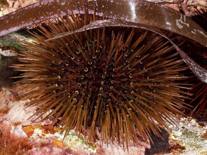Brown, spiny sea urchin, stone urchin (Paracentrotus lividus), dive site peninsula Giens,