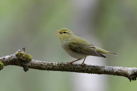 Wood Warbler (Phylloscopus sibilatrix) singing from a branch, Wales, United Kingdom