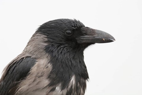 Hooded Crow (Corvus cornix), Finland