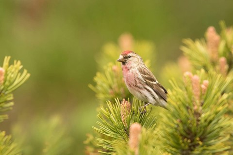 Common Redpoll (Acanthis flammea) male, Bavaria, Germany