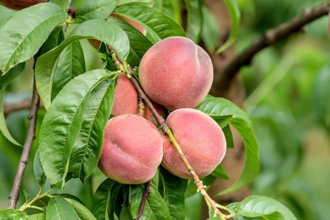 Peach (Prunus persica 'Red Robin'),  Austria