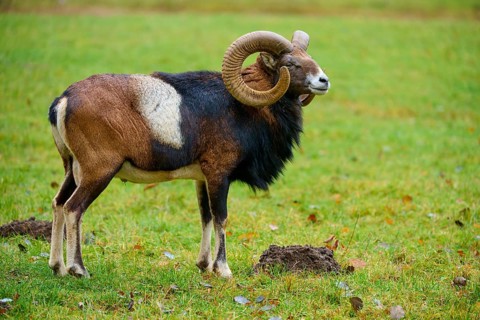 A ram with large horns stands attentively in a green meadow, mouflon (Ovis aries musimon), Hesse,