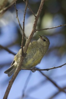 Hawaii Creeper, Manucerthia mana, Endangered Hawaiian Honeycreeper