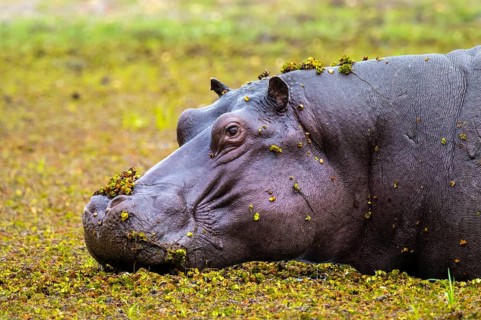 Hippopotamus (Hippopatamus amphibius) hiding in the swamp, Xakanaxa, Okavango Delta, Moremi Game