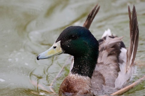 Detailed image of a mallard duck gliding gracefully through calm water, showcasing its vibrant