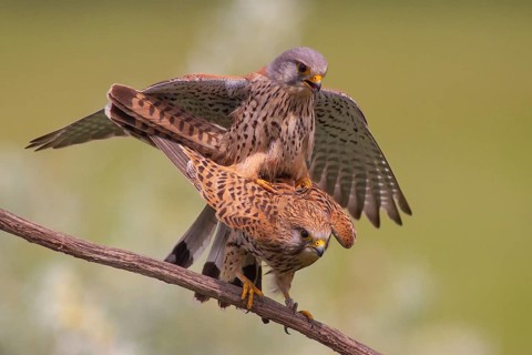 Common Kestrel (Falco tinnunculus) pair mating, perched on a branch, Subotica, Serbia
