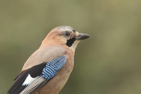 Portrait of a jay (Garrulus glandarius), nature photography, Berzogana, Sierra de Guadalupe,