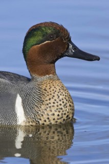 Green-winged Teal (Anas carolinensis) male, British Columbia, Canada