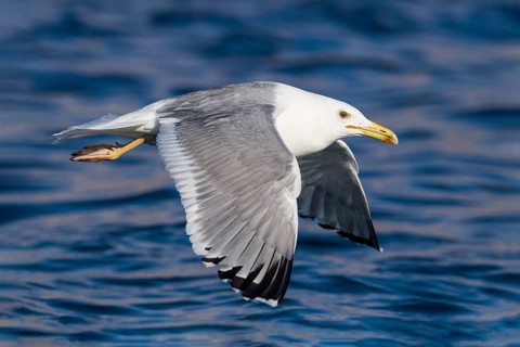 Caspian Gull (Larus cachinnans) flying, Eilat, Israel