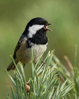 Coal Tit (Periparus ater) singing, Mecklenburg-Western Pomerania, Germany