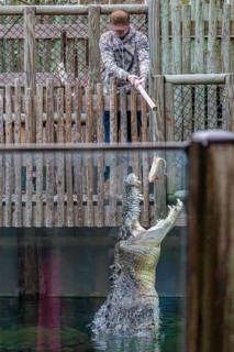 Park guest feeding Maximo, the largest crocodile during a show at the St. Augustine Alligator Farm