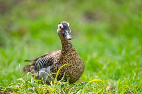 Garganey (Spatula querquedula) duck on a meadow in summer, Bavaria, Germany