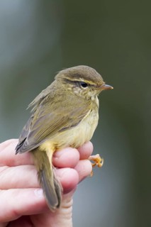 Radde's Warbler (Phylloscopus schwarzi), Schleswig-Holstein, Germany
