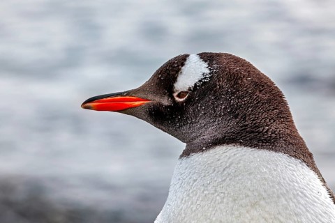 A penguin in profile with water droplets on its feathers, gentoo penguin (Pygoscelis papua) in the