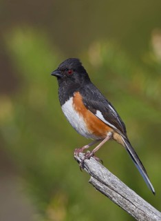 Eastern Towhee (Pipilo erythrophthalmus) male, Michigan, USA