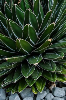 Structure of the leaf rosette of an agave species, Pflanzenhaus Überlingen, Baden-Württemberg,