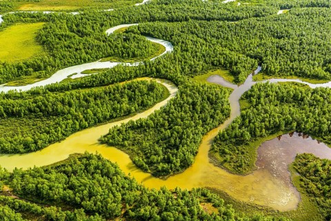 Aerial view of river near Nikkaluokta, muddy river branches cut into the wetland at lake