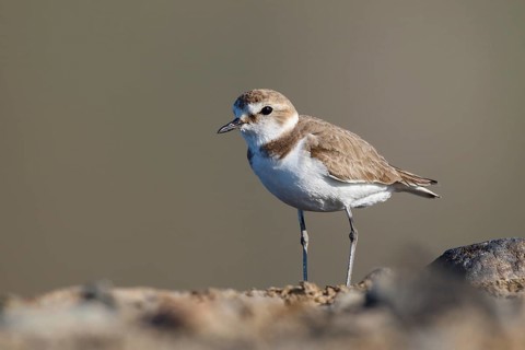 Kentish Plover (Charadrius alexandrinus) female, Lesvos, Greece