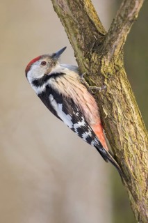 Middle Spotted Woodpecker (Dendrocoptes medius) climbing up a tree trunk, Poland