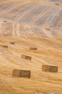 Straw bales on a harvested grain field in a typical Tuscan landscape in Crete Senesi in summer,