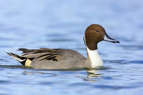 Northern Pintail (Anas acuta) male, British Columbia, Canada