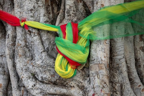 Sacred cloths around the roots of a strangler fig (Ficus religiosa), Bangkok, Thailand