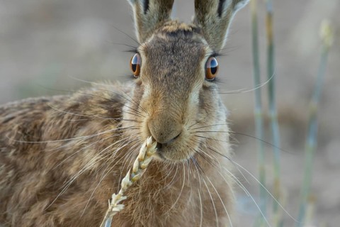 European brown hare (Lepus europaeus) adult animal feeding on a wheat sheath in a farmland field in