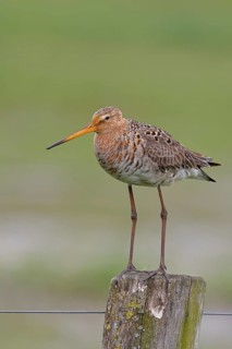 Black-tailed godwit (Limosa limosa) standing on a post, Ochsenmoor, Lake Dümmer, Hüde, Lower