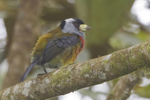 Toucan Barbet (Semnornis ramphastinus), Ecuador