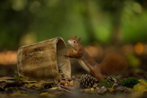 Eurasian Red Squirrel (Sciurus vulgaris) inspecting a wood tub, Netherlands