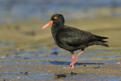 Sooty Oystercatcher (Haematopus fuliginosus), Queensland, Australia