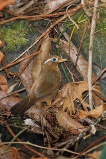 Chinese Hwamei (Garrulax canorus), Hawaii, USA