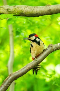 Great spotted woodpecker (Dendrocopos major) sitting on a branch, Bavaria, Germany, Europ