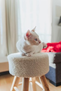 A white cat with blue eyes relaxes on a fluffy stool in a cozy home interior. Sunlight filters