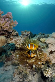 Red sea anemonefish (Amphiprion bicinctus)