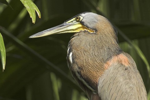 Bare-throated Tiger Heron (Tigrisoma mexicanum), Costa Rica
