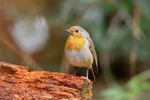 Robin (Erithacus rubecula) sitting on mossy dead wood, songbird, wildlife, Wilnsdorf, North