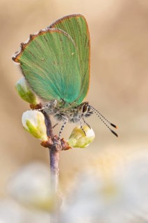 Der Grünen Zipfelfalter (Callophrys rubi) oder auch Brombeer Zipfelfalter