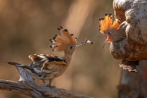 Eurasian Hoopoe (Upupa epops) feeding juvenile in breeding cavity, Saxony-Anhalt, Germany