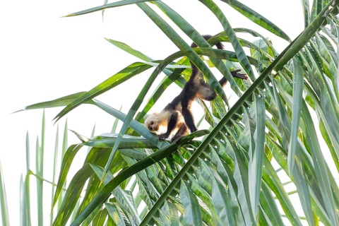 Capuchin monkey climb on a palm tree in the jungle, Osa Peninsula, Puntarenas, Costa Rica