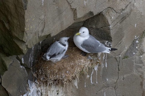 Black-legged Kittiwake (Rissa tridactyla) with chick on nest, Iceland