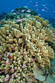 Large colony of pore coral (Pocillopora eydouxi) large coral block stony corals hard corals